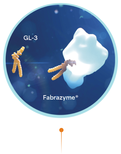 An illustration of a GL-3 and Fabrazyme® (agalsidase beta)