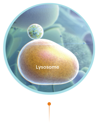 An illustration of a lysosome