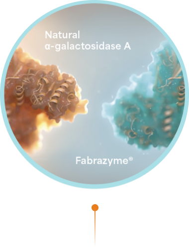 An illustration of a natural a-galactosidase A and Fabrazyme® (agalsidase beta)